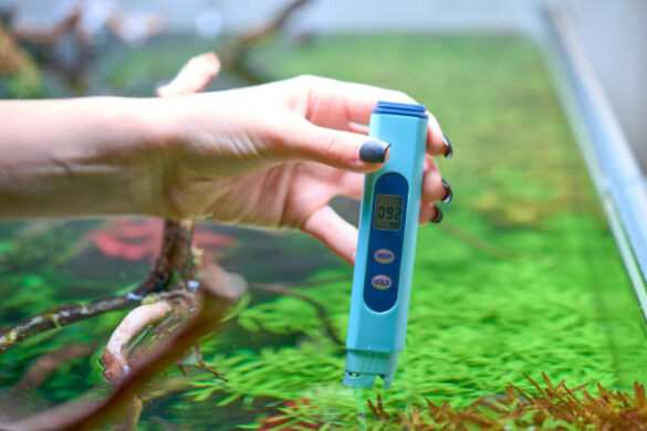 Measuring the TDS of the water in planted aquarium.